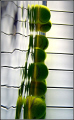 Photographed in the swimming pool-tennis balls 